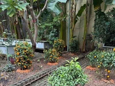 处理率100%！海珠南华西街“春泥行动”探索年花年桔分类处置