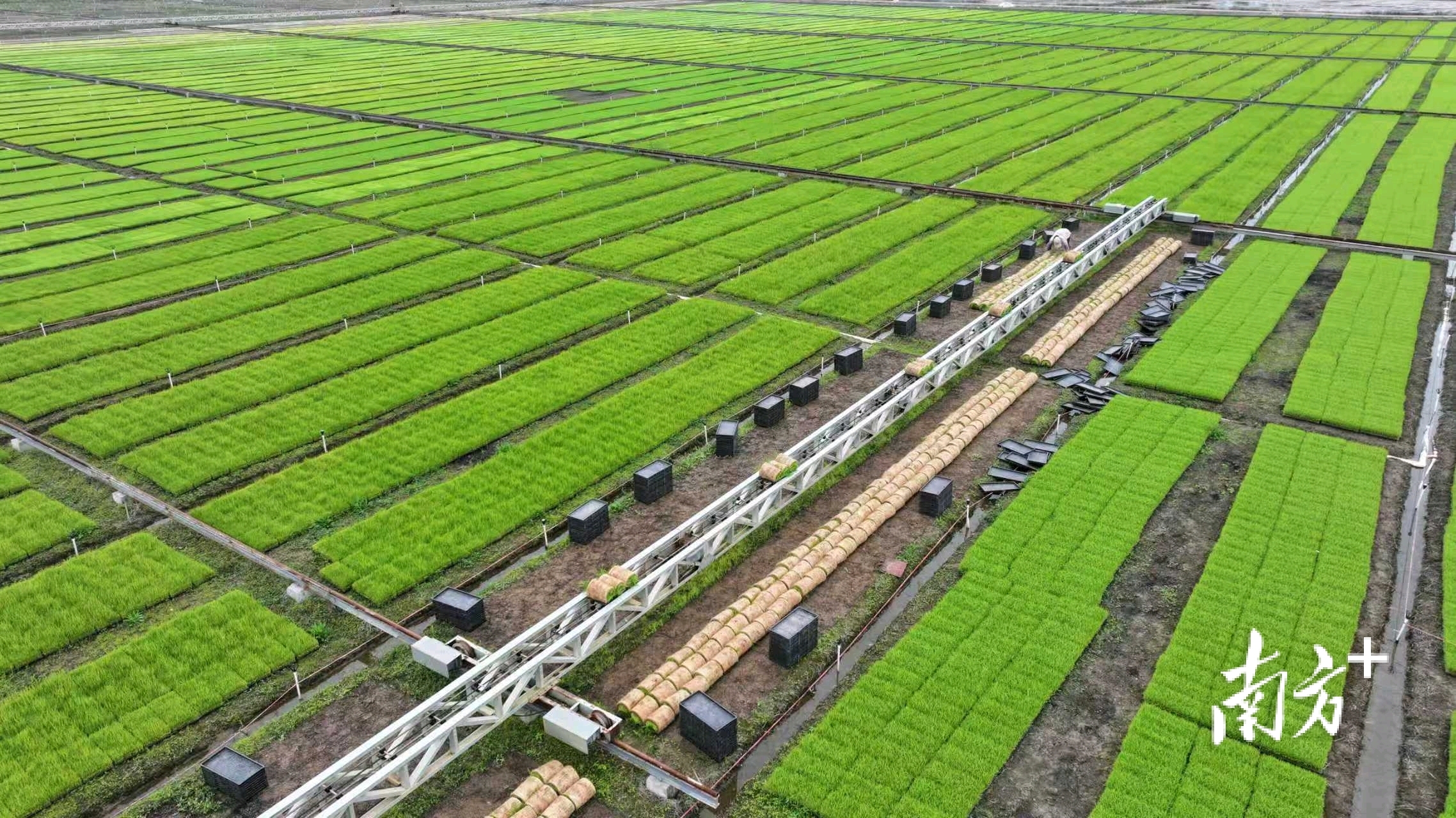 田地里整齐排列着正待插秧的秧苗。 田地里整齐排列着正待插秧的秧苗。