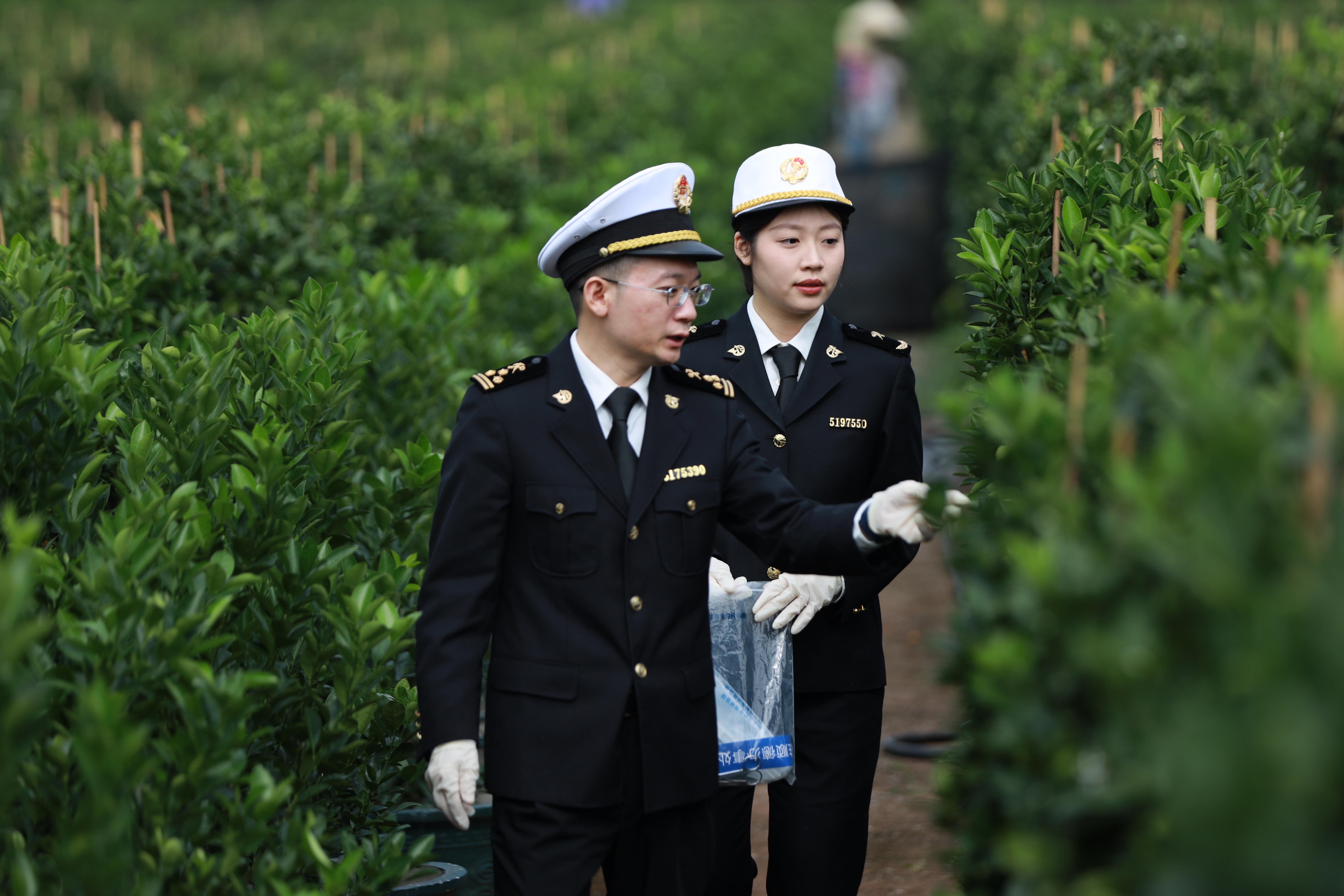 佛山海关驻顺德办事处关员对出口树苗进行查验。 佛山海关驻顺德办事处关员对出口树苗进行查验。