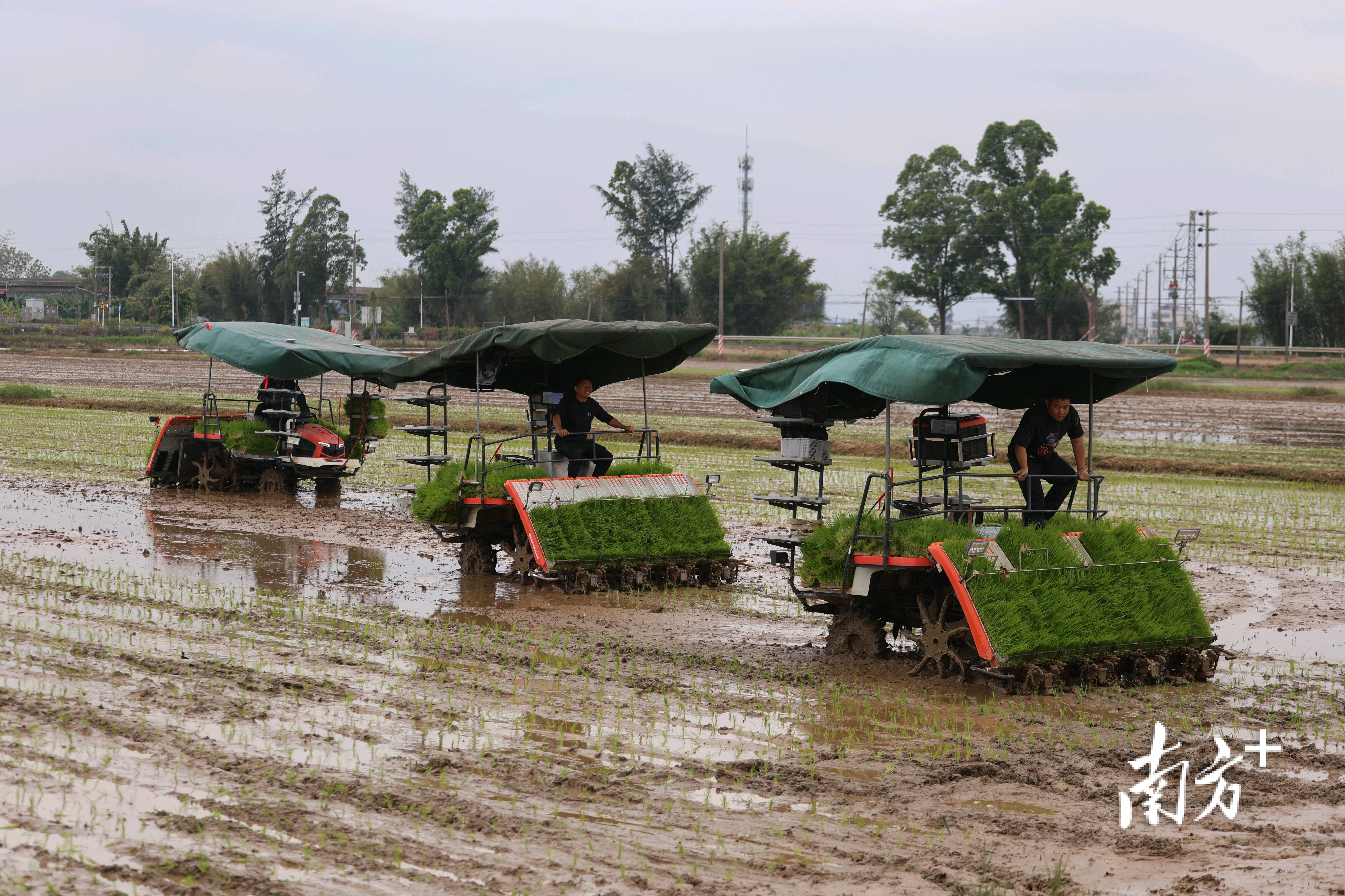 水稻田里,一台台插秧机来回折返,翠绿的秧苗随之被整齐地插在土地里。 水稻田里,一台台插秧机来回折返,翠绿的秧苗随之被整齐地插在土地里。