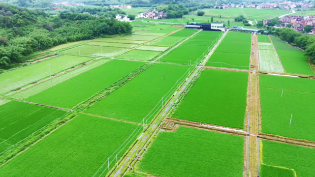 广宁县宾亨镇永泰村。