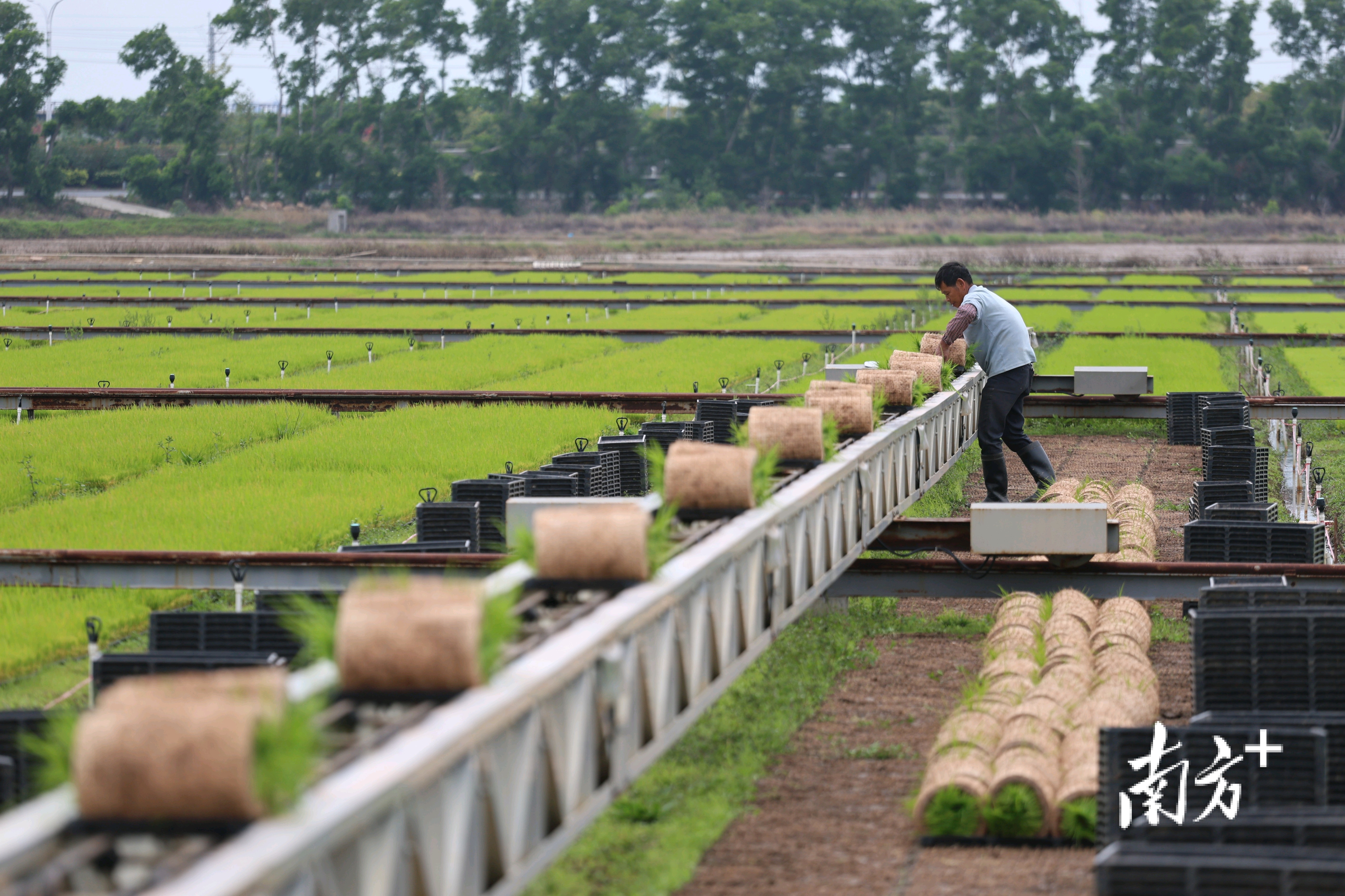 机械化设备把秧苗传输到田间地头。 机械化设备把秧苗传输到田间地头。