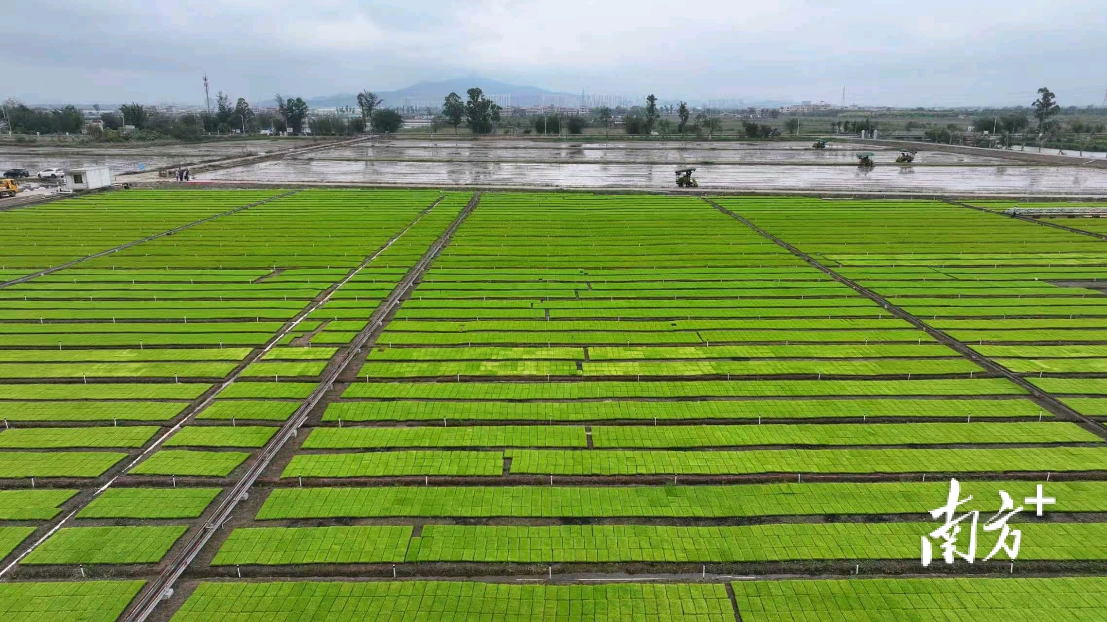 田地里整齐排列着正待插秧的秧苗。 田地里整齐排列着正待插秧的秧苗。
