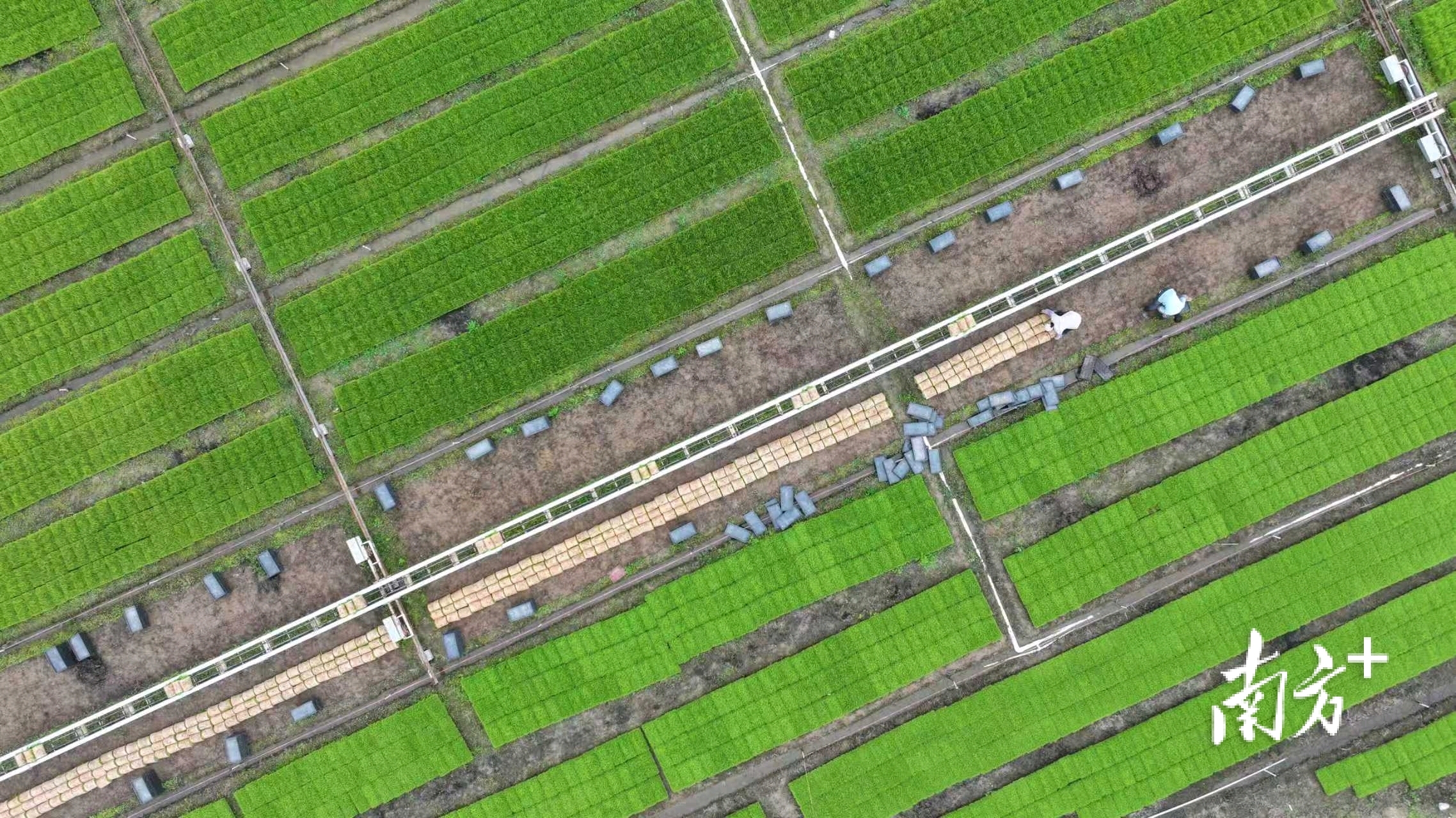 珠海市金湾区平沙镇,正是一片抢抓农时忙春耕的热闹景象。 珠海市金湾区平沙镇,正是一片抢抓农时忙春耕的热闹景象。