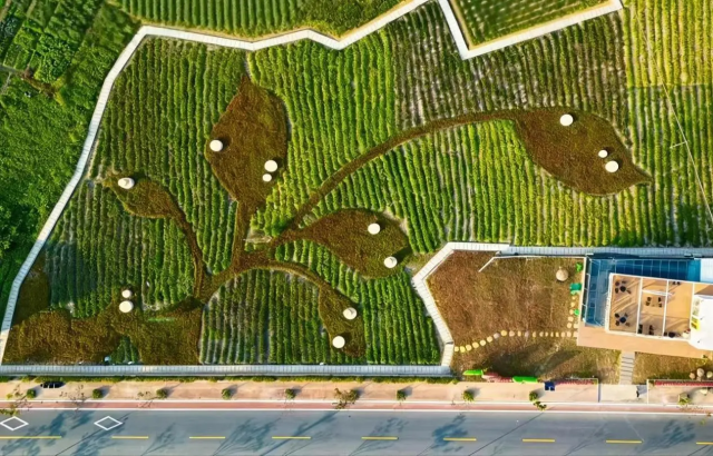 潭布镇番薯田园综合体。