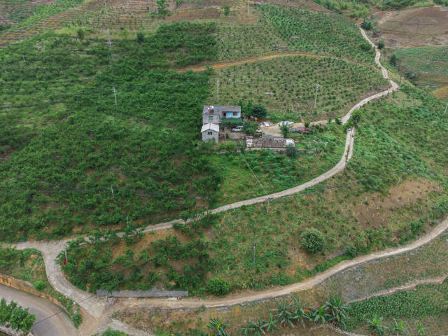 镇宁蜂糖李种植在绿水青山之间。