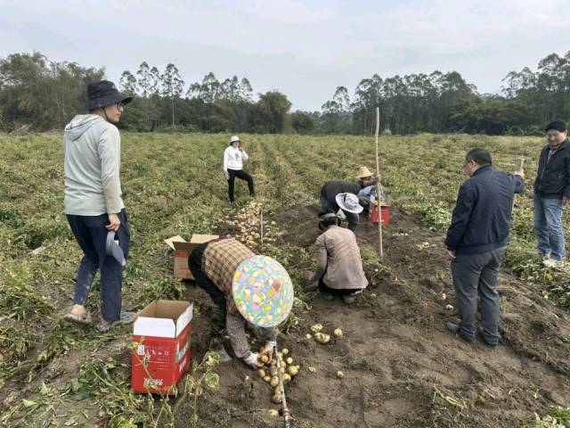 亩产8000斤!深汕打造马铃薯科技种植“样板田”|“百千万”一线报告