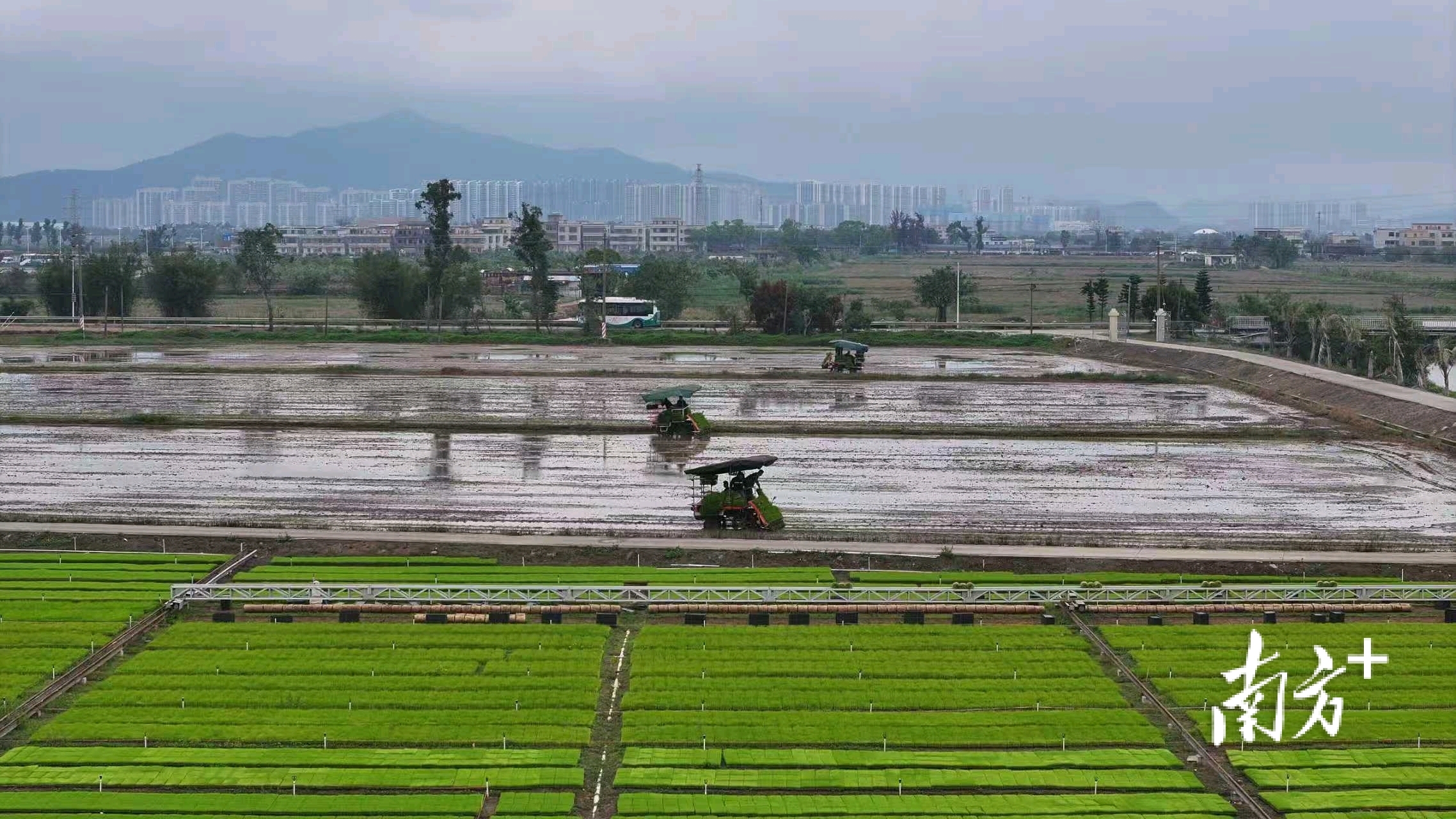 水稻田里,一台台插秧机来回折返,翠绿的秧苗随之被整齐地插在土地里。 水稻田里,一台台插秧机来回折返,翠绿的秧苗随之被整齐地插在土地里。