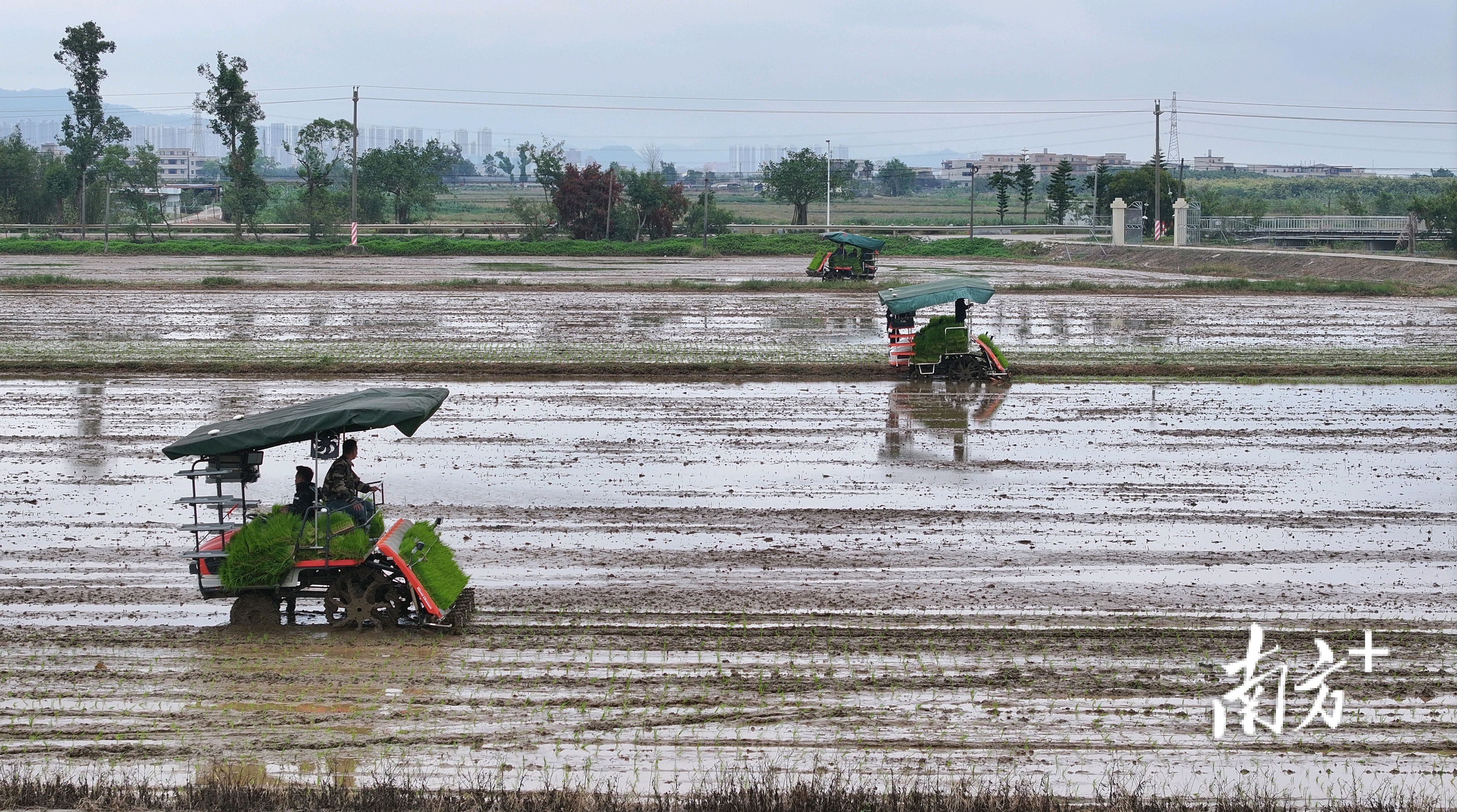 水稻田里,一台台插秧机来回折返,翠绿的秧苗随之被整齐地插在土地里。 水稻田里,一台台插秧机来回折返,翠绿的秧苗随之被整齐地插在土地里。