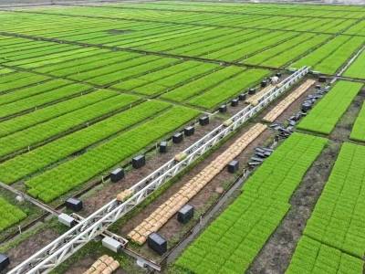 珠海金湾：盐碱地里春耕忙