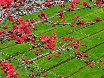 视频｜木棉花下的大赤坎春耕图