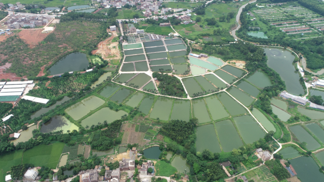 茂南罗非鱼养殖基地