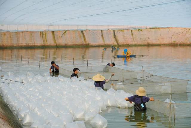 工作人员正将水花鱼苗投放在鱼塘内。（曾灿奎 摄）