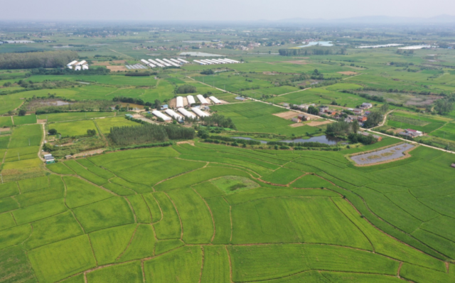 温氏尾水还田，水稻长势茂盛。