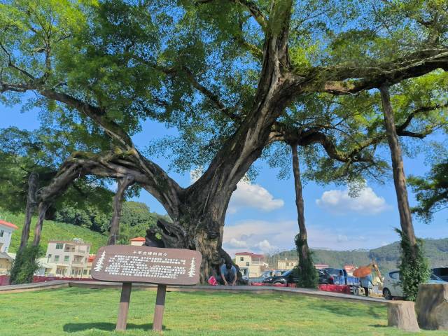 位于惠州龙门麻榨镇中心村的千年古榕树