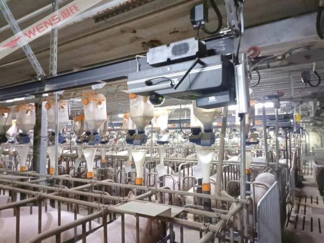 种猪场智能轨道机器人正在对猪群进行巡检。