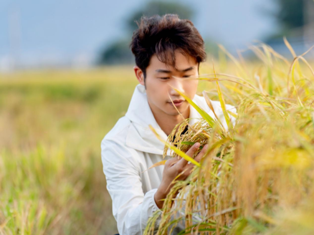 梅州选手钟权坤在田间查看竹稻长势。