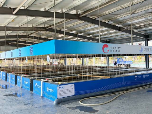 经过吊水的鱼苗更耐运输，存活率更高。（陈诺 摄）