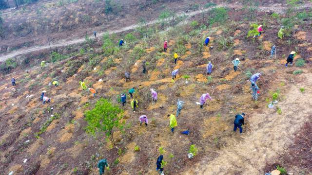 云浮罗定市罗平镇乌龙村千亩级森林景观大斑块造林项目现场