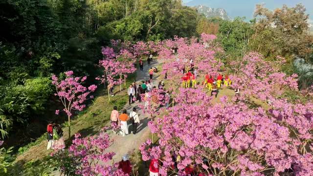 在肇庆七星岩，由广大民营企业和企业家认种的“民企林”如今已成为市民游客争相打卡地  