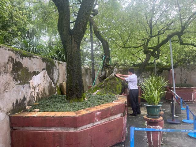 孙中山先生17岁时在广东中山翠亨村的老房边种下的酸子树，至今已有143年