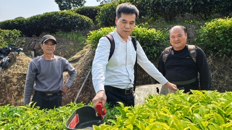 潮州饶平春茶开采，科技特派员把“课堂”搬进茶场