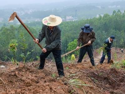 广东开启2026春季造林攻坚行动，预计5月底基本完成年度造林任务