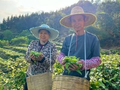 茶青达万斤！佛冈龙山春茶正式开采