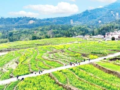 藏不住了！韶关武江江湾白石梯田，油菜花海美成金色童话