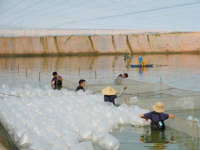 从一尾茂南罗非鱼苗的养成，看见“全球之最”的底气 | 深调研①