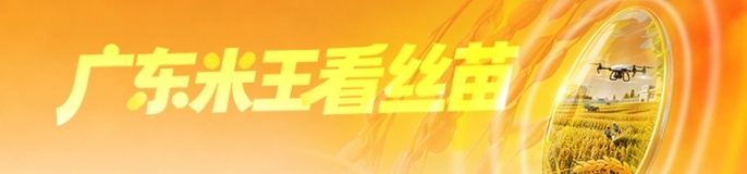 广东米王看丝苗