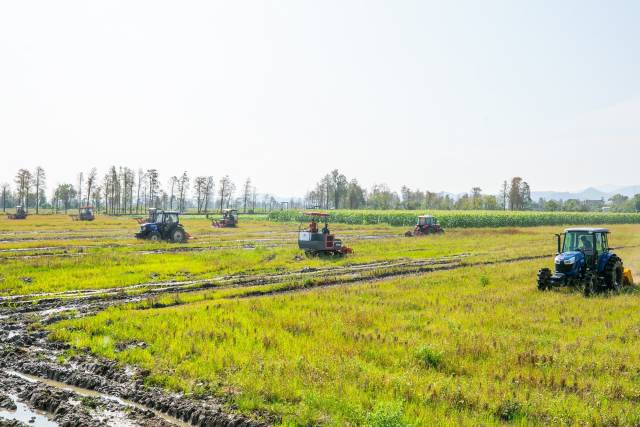 在江门台山，多台旋耕机一同作业。
