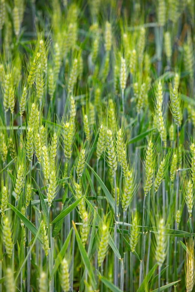 肇庆怀集开展“稻稻麦”一年三熟轮作模式，冬小麦在田中茁壮生长。