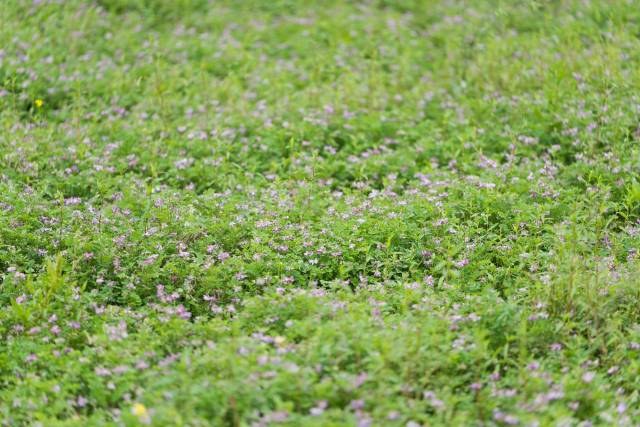 在清远，紫云英处于盛花期，再过不久它们将化为“绿肥”，为春耕奠定基础。