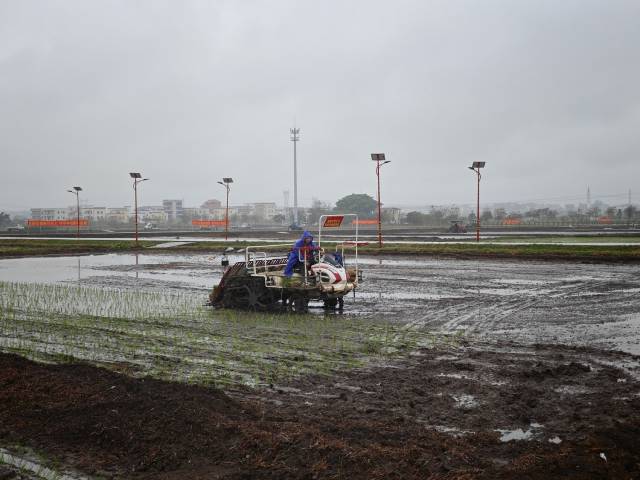 在茂名茂南，春雨贵如油，技术人员在冒雨在田中演示高速插秧机作业过程。