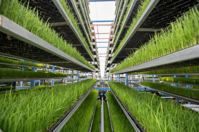 “广东第一田”内的广东供销天禾台山智慧农场，智能育苗工厂极大提升育秧的质量和效率。