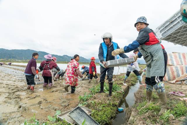 在清远，农户们正开展紧张的育秧工作。