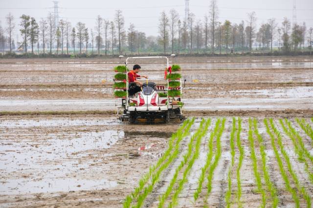 高速水稻插秧机将秧苗整齐迅速地种入土地。