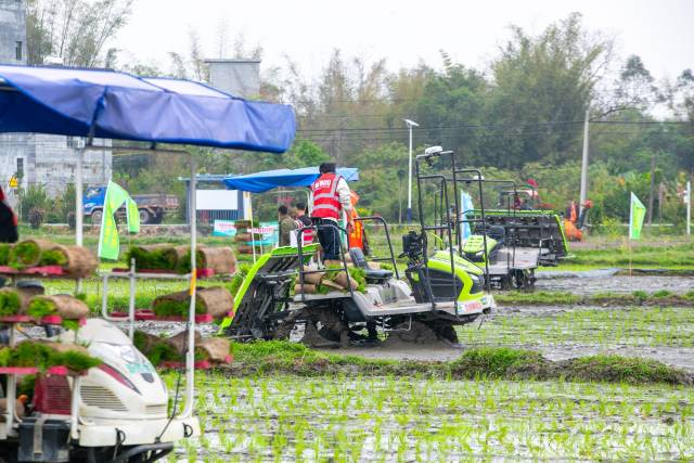 在肇庆怀集，紫云英等冬种绿肥回田，为春耕水稻节省肥料。