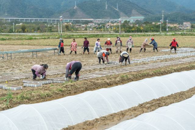 秧盘拉到地里面铺开，拉上膜育秧，假以时日就会长出青绿的秧苗。