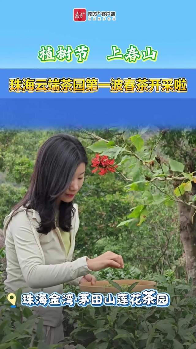 视频 | 植树节上春山，珠海云端茶园第一波春茶开采啦