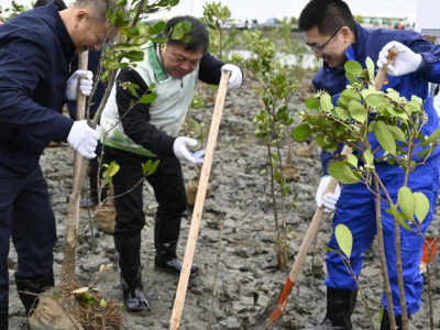 把实验室搬到滩涂上！湛江这群人在金牛岛上种“春天”