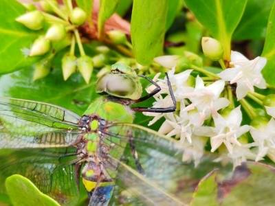 探访“追花人”，省科学院动研所赴湛调研蜜蜂产业