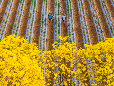 广东粮仓，万象“耕”新！