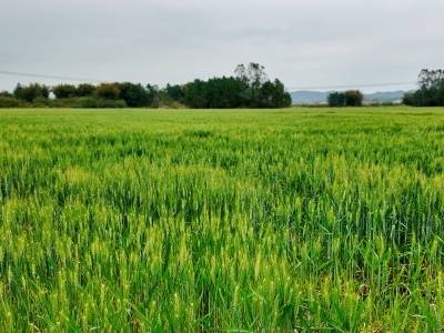 肇庆怀集探索“稻稻麦”轮作模式，冬闲田长出新粮食