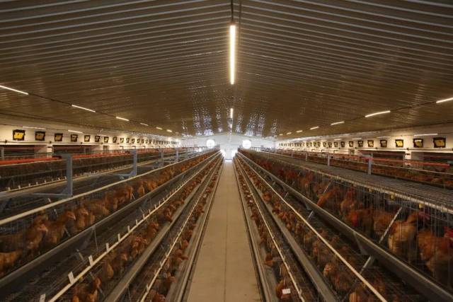 图2 广弘种业养殖场