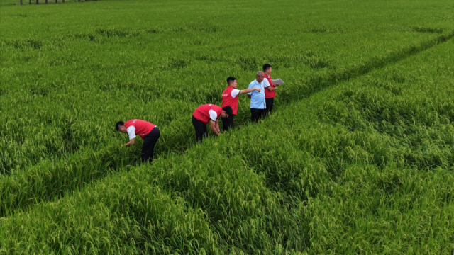 阳光农险清远中支为清远五大百亿农业产业提供保险保障。