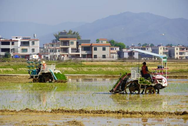河源市连平县忠信镇新下村“千亩方”种植基地正开展春耕作业。（徐臻 摄）