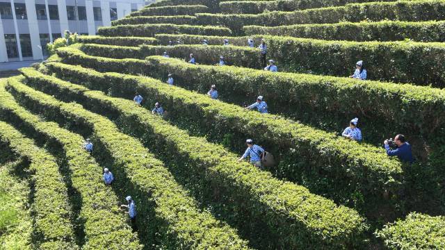 兴宁单丛茶万亩茶园春茶全面开采。  