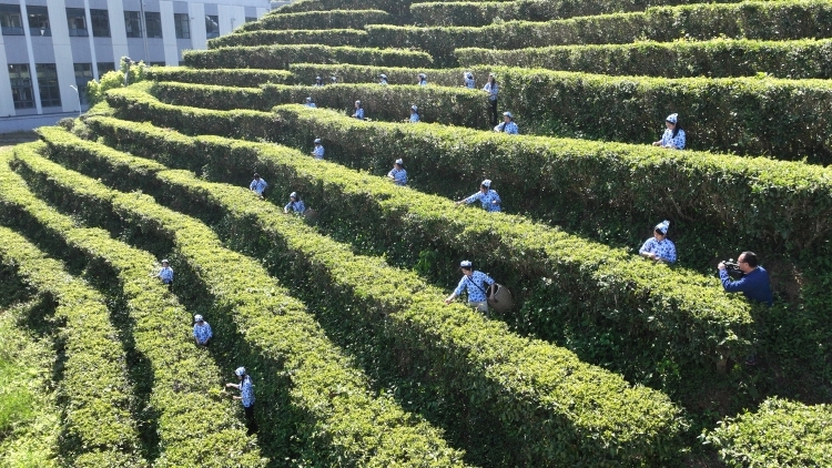 兴宁万亩单丛茶开采，八大系列活动与您“乡约”